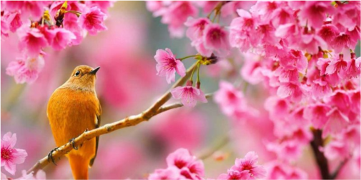 Весна здивує сюрпризом: погода на Волині 8 березня