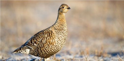 Невидима мешканка лісу: на Поліссі помітили рідкісну пташку, зустріти яку – справжня вдача (відео)