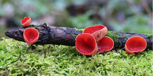 Як приготувати «ельфійські» гриби з азійським колоритом: рецепт закуски (відео)