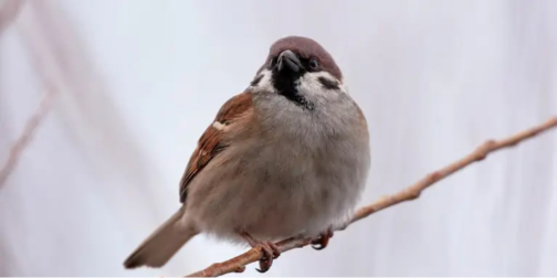Бачать світ рожевим: що цікавого ви не знали про горобців