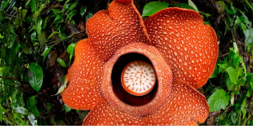 Яка квітка є найбільш смердючою у світі та де її можна побачити