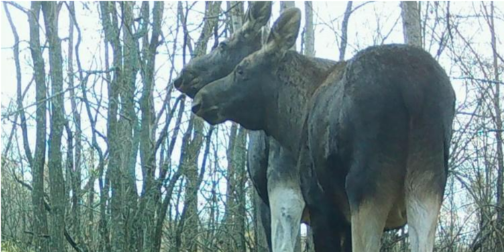 У лісах Полісся помітили аномалію – лося з двома головами та п'ятьма ногами (фото)