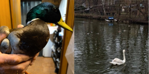 Біля Луцька врятували дикого качура з підбитим крилом (фото)