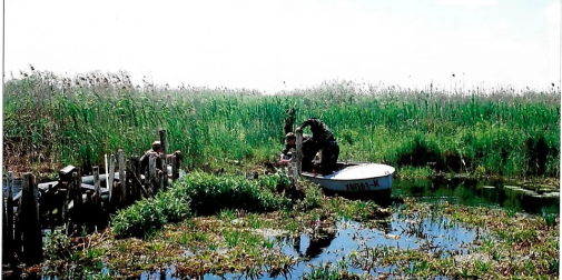 Розчищали річки і рятували гоголів: як відроджували парк «Прип'ять-Стохід» (фото)