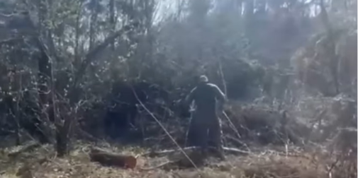 У лісі на Волині знайшли масштабну рубку дерев на мільйони (відео)