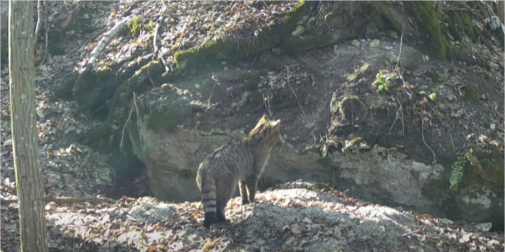 На Поліссі помітили господаря лісу – рідкісного червонокнижного хижака (відео)