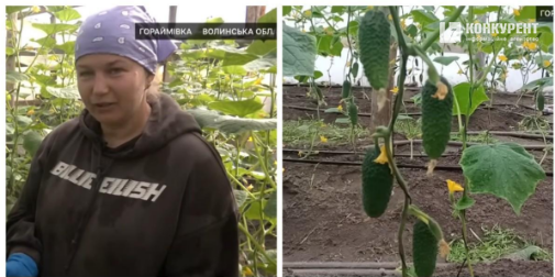 Із 5 тисяч насінин – перший врожай: родина на Волині 20 років вирощує огірки (фото, відео)