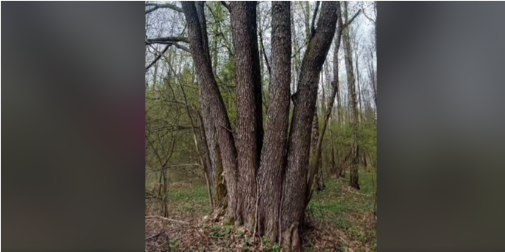 Як пальці велетня: у лісі на Маневиччині росте унікальне дерево з сімома стовбурами (відео)