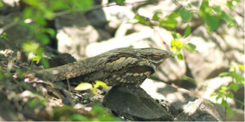 Не будує гнізд і гуде як мотоцикл: у парку в Луцьку помітили міфічного птаха-козодоя (відео)