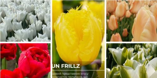 У «Квітолісі» на Волині зацвітуть мільйони тюльпанів: 5 нових сортів, що стануть родзинкою сезону