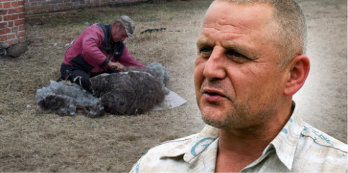 Від двох пар овець до великої отари: як господар з Волині розвиває вівчарство (фото, відео)