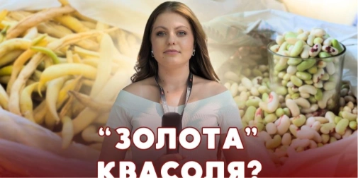 Засуха вдарила по городині: що коїться з цінами на бобові на ринку Луцька (відео)