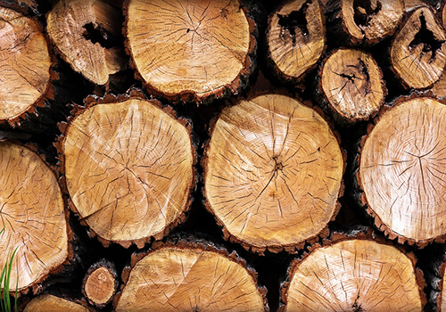 На Хмельниччині чоловік найняв людей, які на території заповідника зрізали дерев на 450 тисяч гривень
