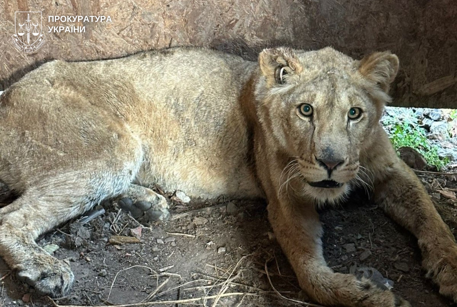 Власнику приватного притулку для тварин у Хмельницькому повідомили про підозру