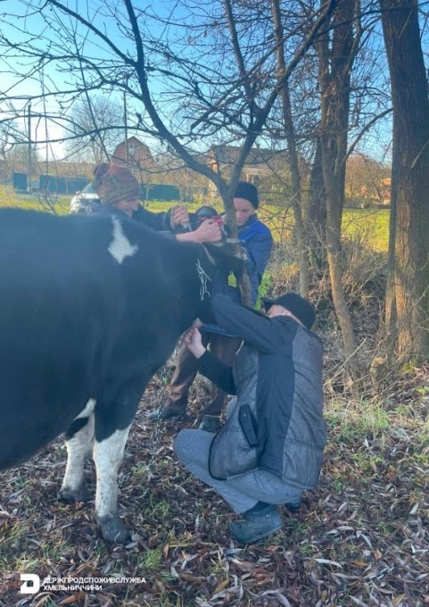 У Хмельницькій громаді виявили лейкоз у ВРХ: запроваджено карантинні обмеження