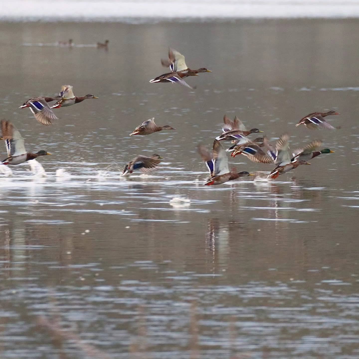 Чорний лелека, змієїд та орел-карлик: на Хмельниччині зафіксували 16 видів червонокнижних птахів