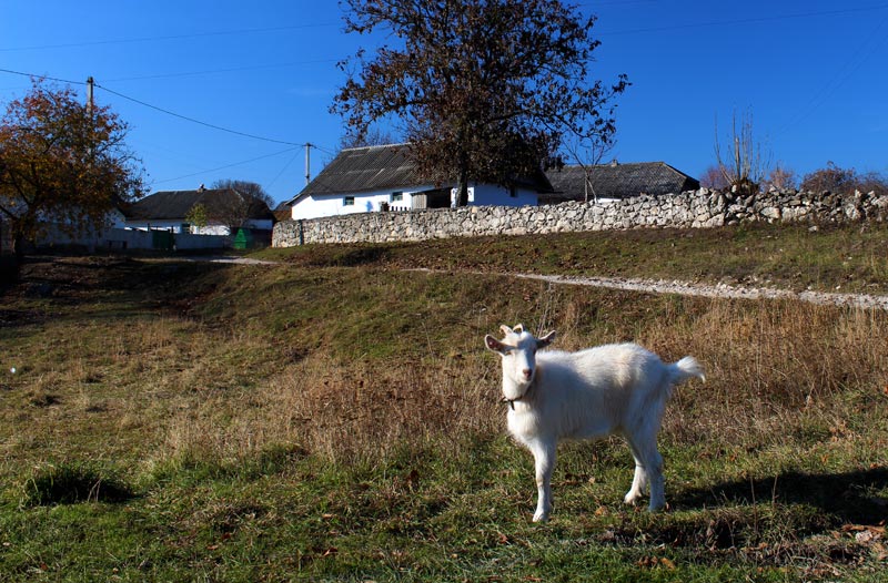 Загадки села на Хмельниччині: городище волхвів, скіфські кургани та сліди легенд