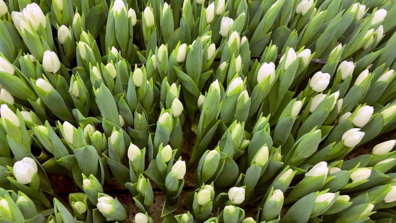 Агроном з Хмельниччини вирощує понад 30 сортів тюльпанів