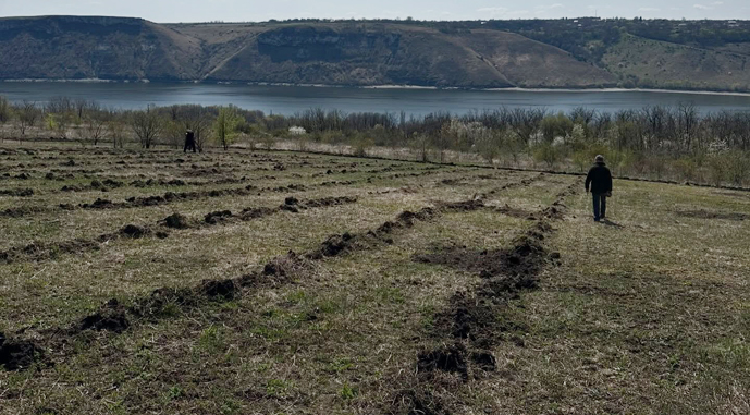 У Бакоті на Хмельниччині заклали перший екологічний виноградник