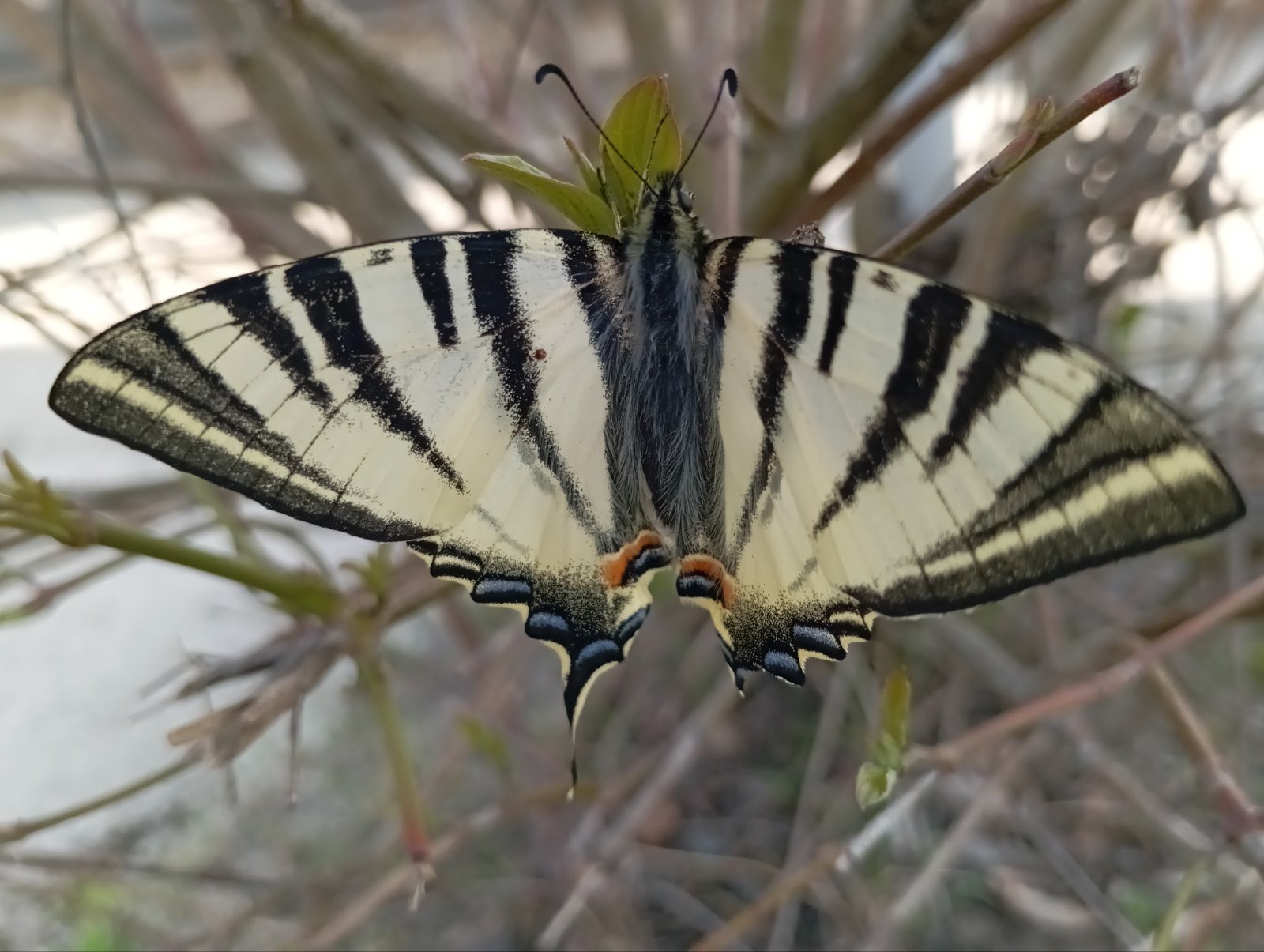 Поблизу Хмельницької АЕС виявили рідкісного червонокнижного метелика