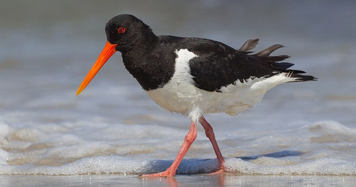 На Одещині зафіксували унікального червонокнижного птаха з червоним дзьобом