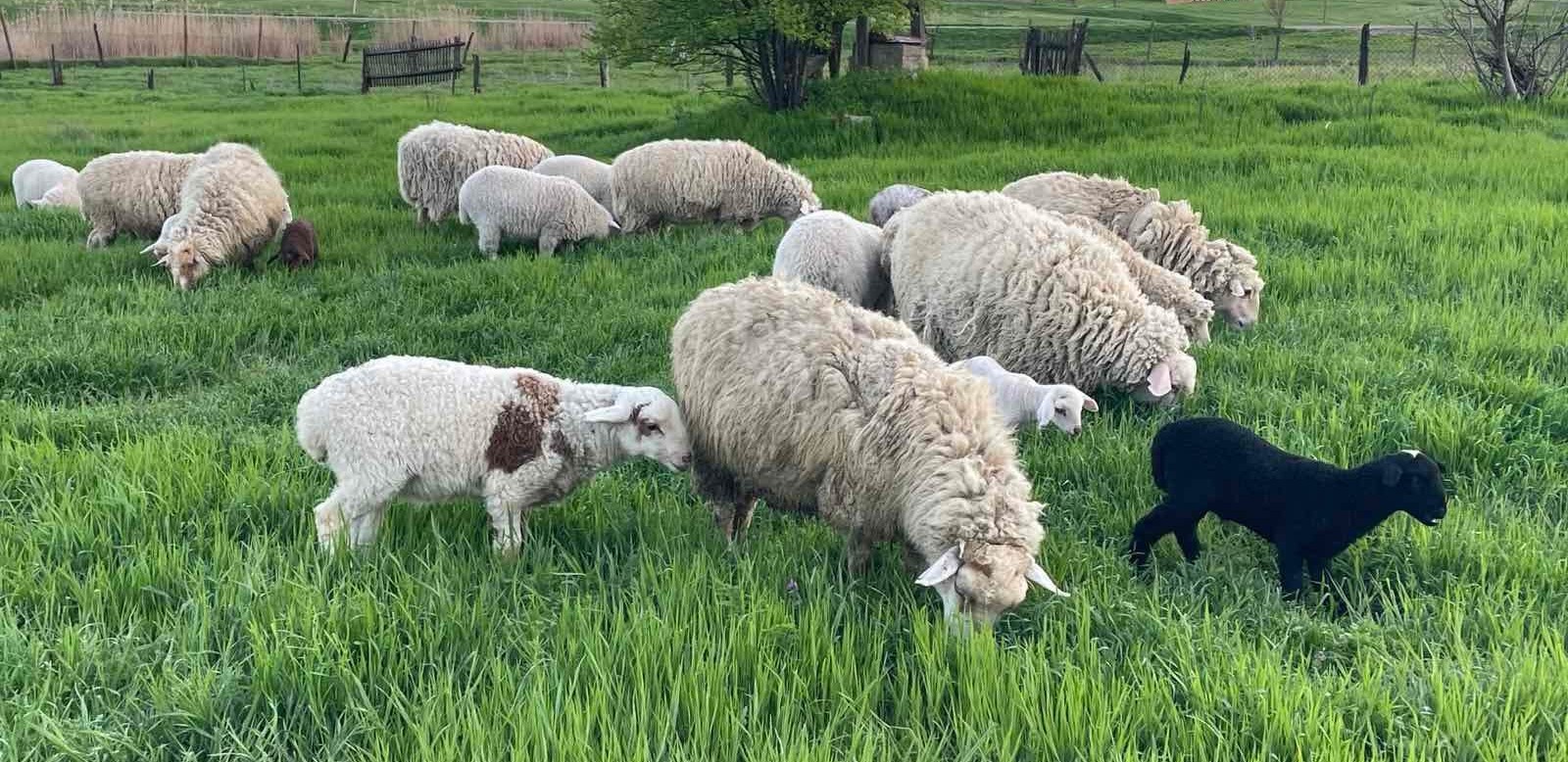 Як у Кілійській громаді зберігають культуру традиційного вівчарства