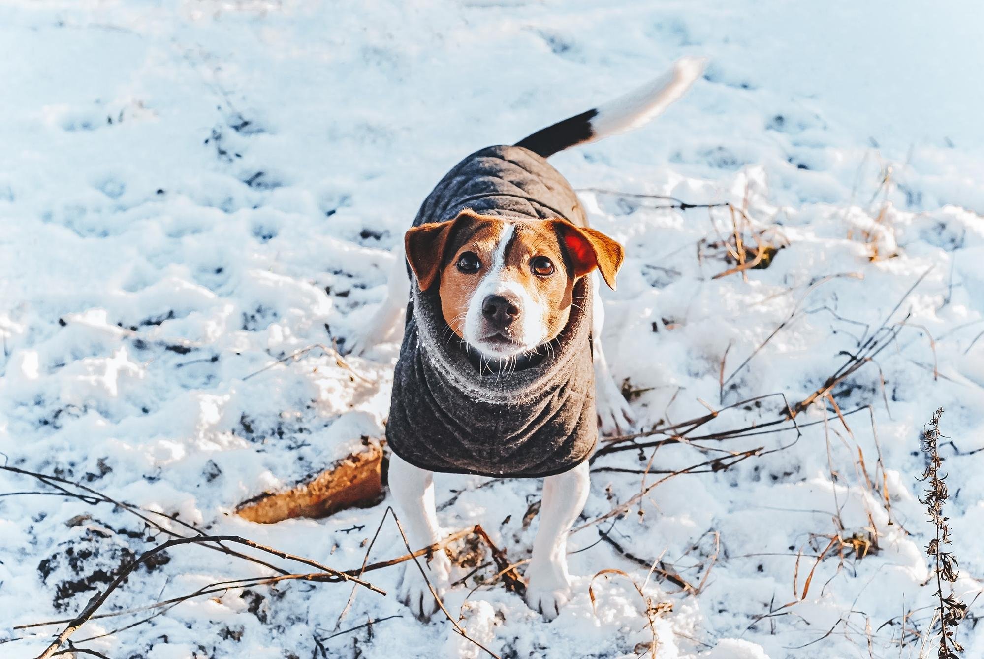 Одяг для собаки: примха чи необхідність? Як захистити улюбленця взимку