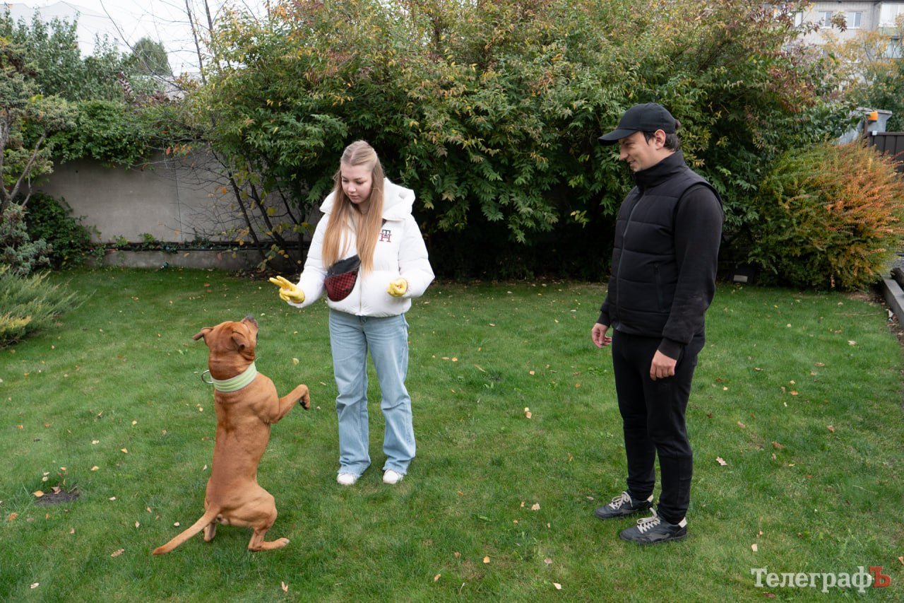Собака — не іграшка: як виховати відповідального улюбленця і культурного господаря