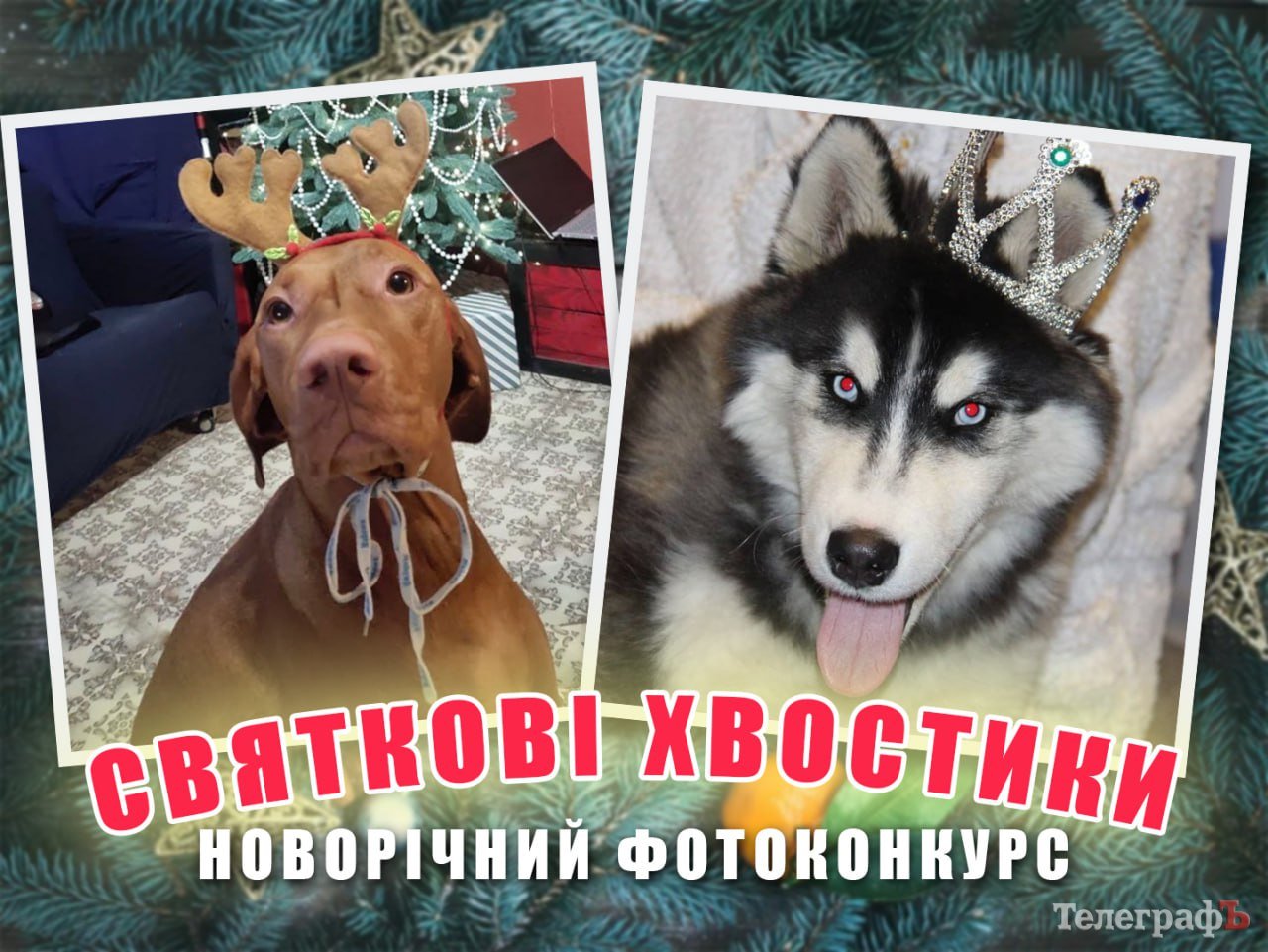 Фотоконкурс «Святкові хвостики»: 11-та учасниця мініатюрний бультерʼєр Айза