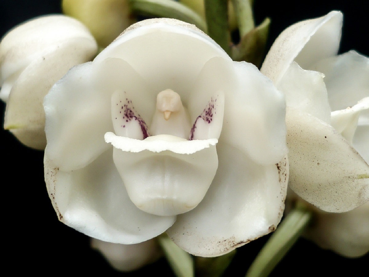 Совсем перестанет цвести: 5 ошибок, которые нельзя делать при выращивании орхидей