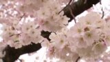 Цвітіння сакури у Вашингтоні. Відео