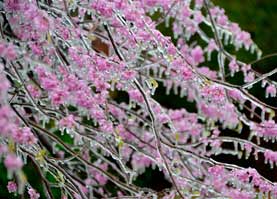 Державні і міжнародні свята в березні 2026 - як працюватимуть та що відзначатимуть українці