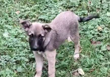 Тернополяни шукають господарів для трьох молодих собак, яких невідомі підкинули у двір