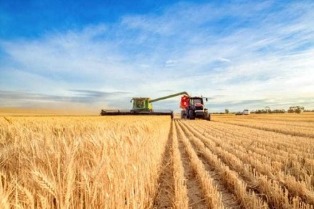 Мінагрополітики: За попередніми оцінками 2024 року в Україні буде зібрано близько 74 млн. тонн зерна