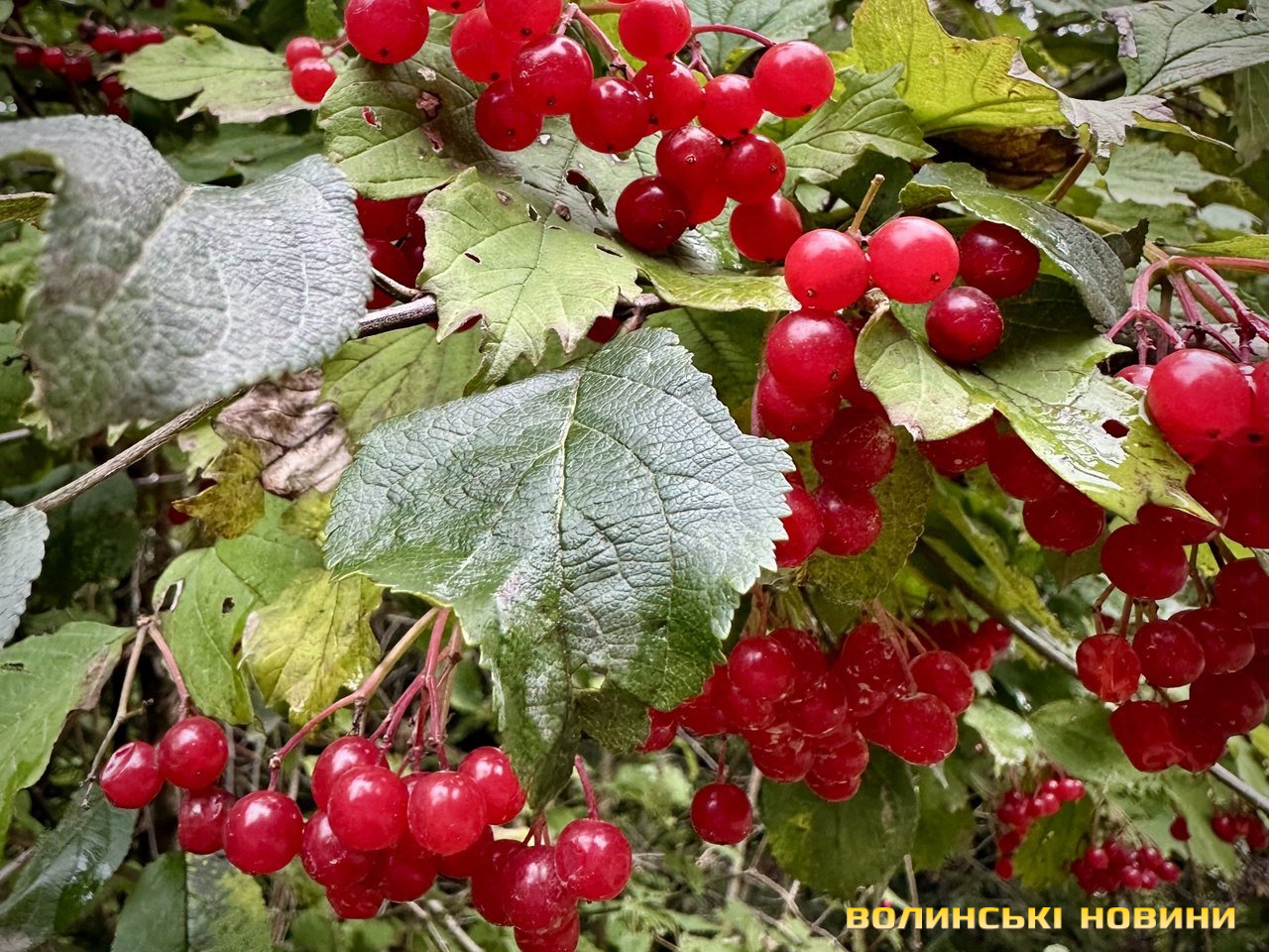 Яким буде початок листопада на Волині. Прогноз погоди