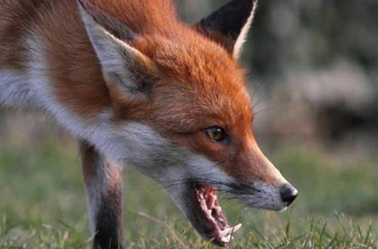 На Камінь-Каширщині цьогоріч зафіксували 80 нападів скажених тварин