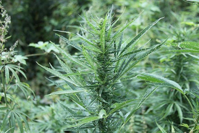 Посіяв коноплі – виросла кримінальна справа: як покарали волинянина