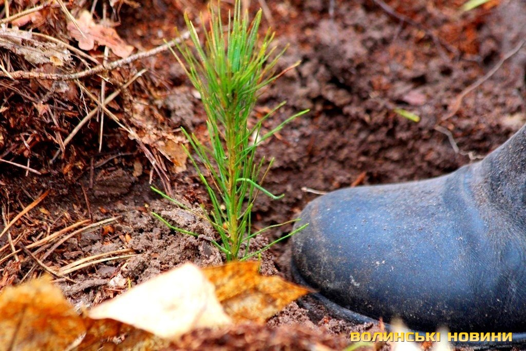 На Волині засадять лісом понад 800 гектарів