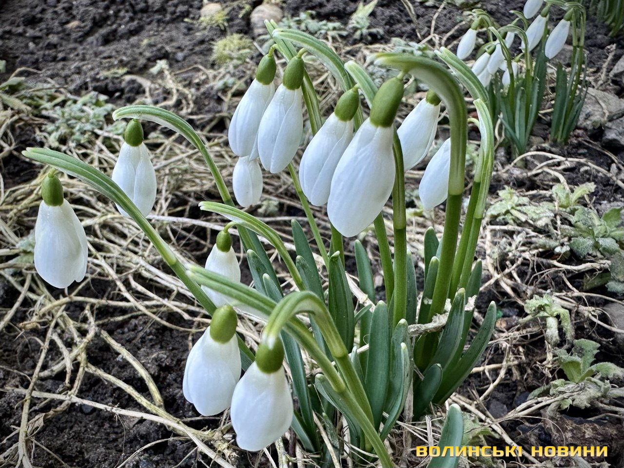 Без опадів і до +18 градусів: якою буде погода на Волині цього тижня