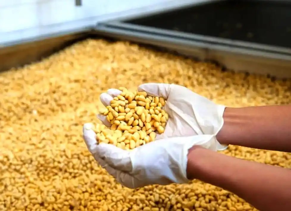 Збитків на 193 тисячі: волинянку зобов'язали заплатити за посів сої на чужій землі