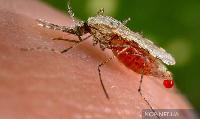 У Світловодську вперше зареєстрували смертельний випадок малярії