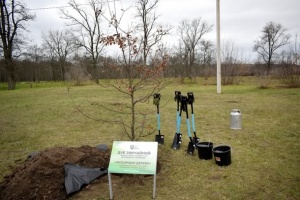 Символ стійкості - саджанці дуба, висадили у Кропивницькому на відзначення виконання Програми «Зелена Україна»