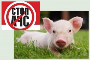 Держпродспоживслужба попереджає: в Україні зафіксовані випадки африканської чуми свиней