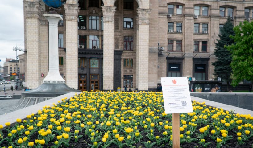 У Києві квітне 115 тисяч нідерландських тюльпанів