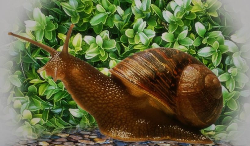 У Франції злодії вкрали 450 кг равликів з ферми