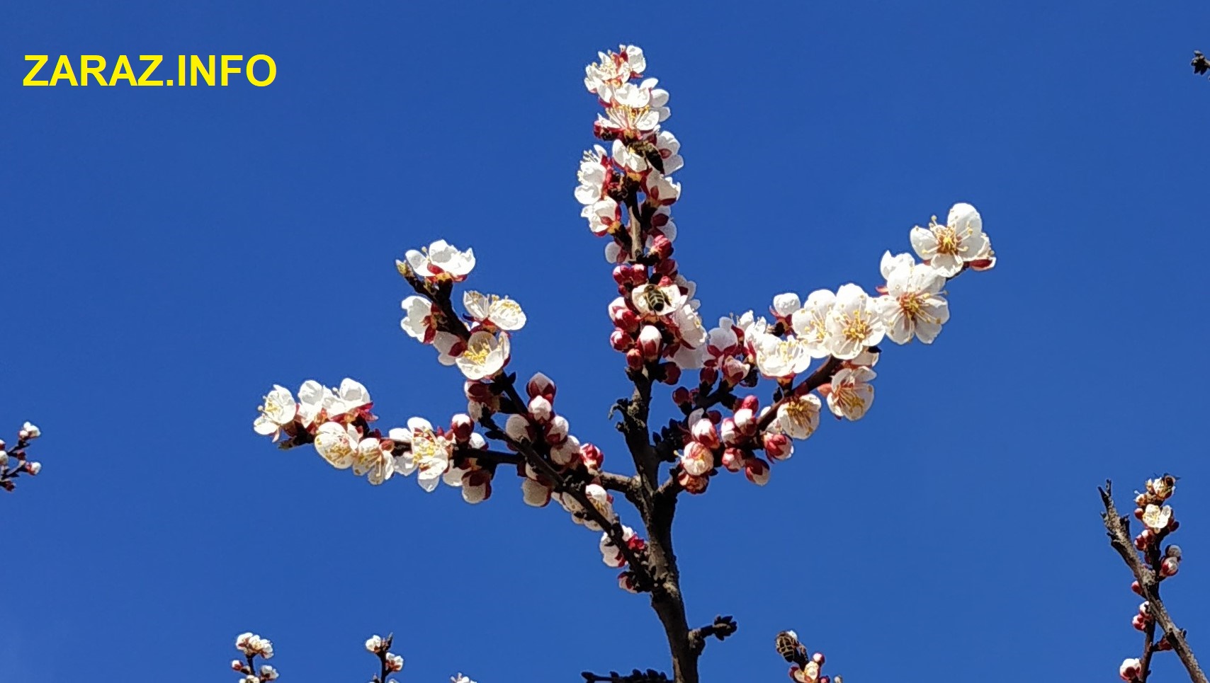 Втрати врожаю абрикосів та персиків через весняні холоди в Україні цього року становитимуть 30-60% — Асоціація «Ягідництво України»