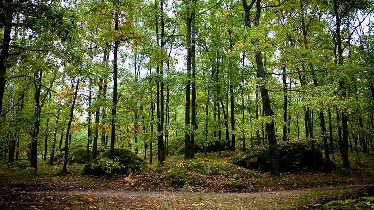Камінне Село – український Стоунхендж серед лісів Житомирщини