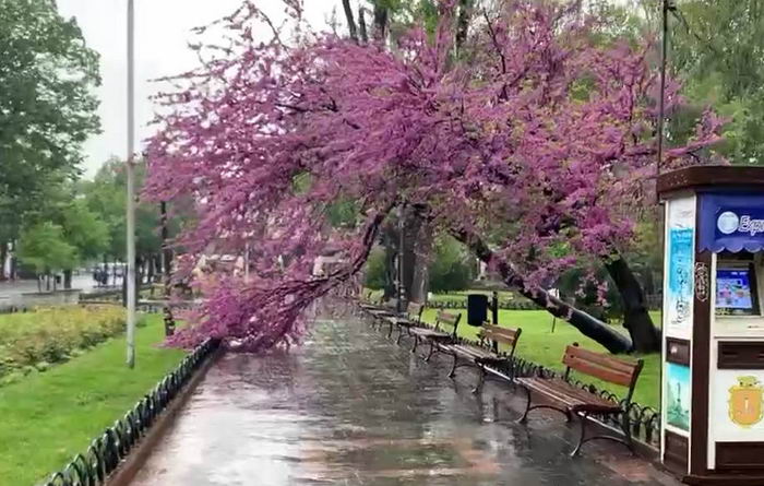 В Городском саду Одессы сломалось уникальное дерево из-за безразличия чиновников