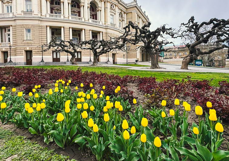 В Одесі розпускаються тюльпани з Нідерландів