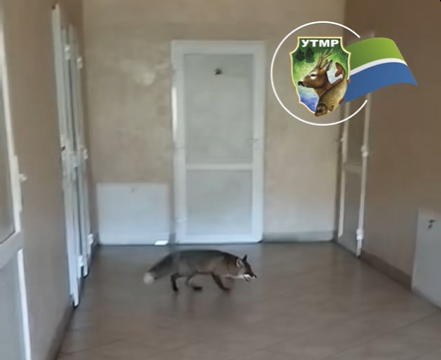 На Рогатинщині лисиця забігла у приміщення сільської ради (ВІДЕО)
